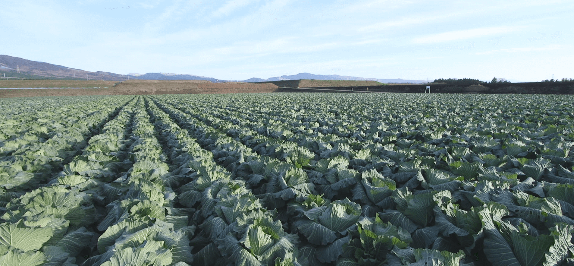 野菜生産事業