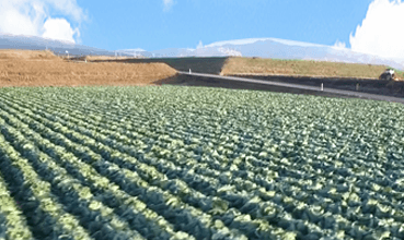 野菜生産事業について