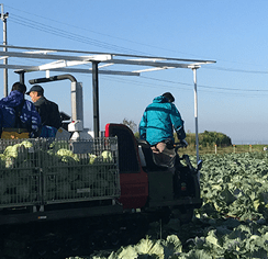 野菜生産事業