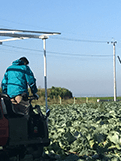 野菜生産部門